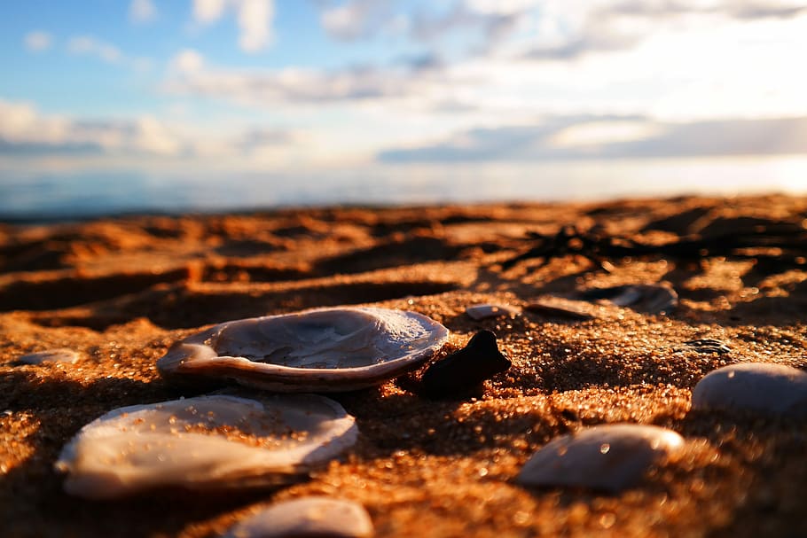 sand, skaller, musling, strand, natur, musling, strand, skyer, himmel, blå, ferie, ocean, hav, sommer, kyst, sandet, solrig, sollys, slap af, klit, vand, dollar, kopi, marine, rejse, akvatiske, hvile, muslingeskaller, havet, plads, sjovt, solbriller, lempelse, dyr, Bugt, fritid, udendørs, ingen mennesker, scenics, landskab, sky - himmel, jord, skønhed i naturen, ro, selektiv fokusering, tæt på, scenics - natur, solnedgang, dag, rolig scene, horisont, overflade niveau, 5K