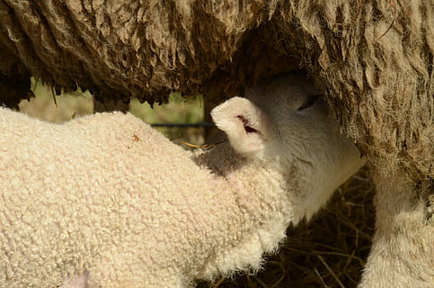 lamb, sheep, suckle, drinking, feed, mammal, animal themes, animal, livestock, domestic animals, one animal, pets, domestic, vertebrate, no people, animal wildlife, nature, animal body part, wool, agriculture, animals in the wild, close-up, day, animal head, outdoors, herbivorous, profile view, snout, 4K, CC0, public domain, royalty free