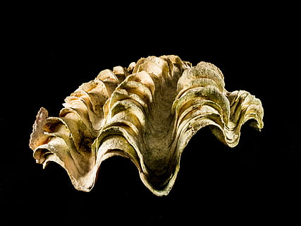 shell, kalk, Lukk, svart bakgrunn, studio skudd, innendørs, nærbilde, ingen folk, stilleben, historie, gammel, skjære ut, representasjon, enkelt objekt, fortiden, kunst og Håndverk, bein, kreativitet, gul, kopiere plass, arkeologi, 4K, CC0, offentlig domene, opphavsrett gratis