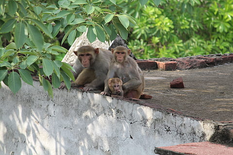 maimuţă, animale sălbatice, sălbatic, animal, natură, arhiepiscop, mamifer, drăguţ, pădure, junglă, grădină zoologică, tropical, natural, blană, faună, față, desen animat, Africa, parc, portret, proiecta, verde, amuzant, Asia, călătorie, a stabilit, cimpanzeu, ședință, tineri, caracter, colorat, copac, grup de animale, animale în sălbăticie, animale tematice, animale vertebrate, tânăr animal, două animale, zi, nici o persoana, zid de sprijin, familie de animale, perete, în aer liber, 5K, CC0, domeniu public, fără drepturi de autor
