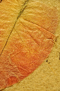 fulla taronja, mapa, pergamí, antic, fons, textura, zen, temps, or, llibre, full, quadern, àlbum de noces, coberta, naturalesa, marc complet, cap gent, dia, marró, primer pla, a l'aire lliure, terra, patró, patró natural, planta, vista d’angle alt, color taronja, part de la planta, rock, geologia, rock - object, aspre, 4K, CC0, domini públic, lliure de regalies