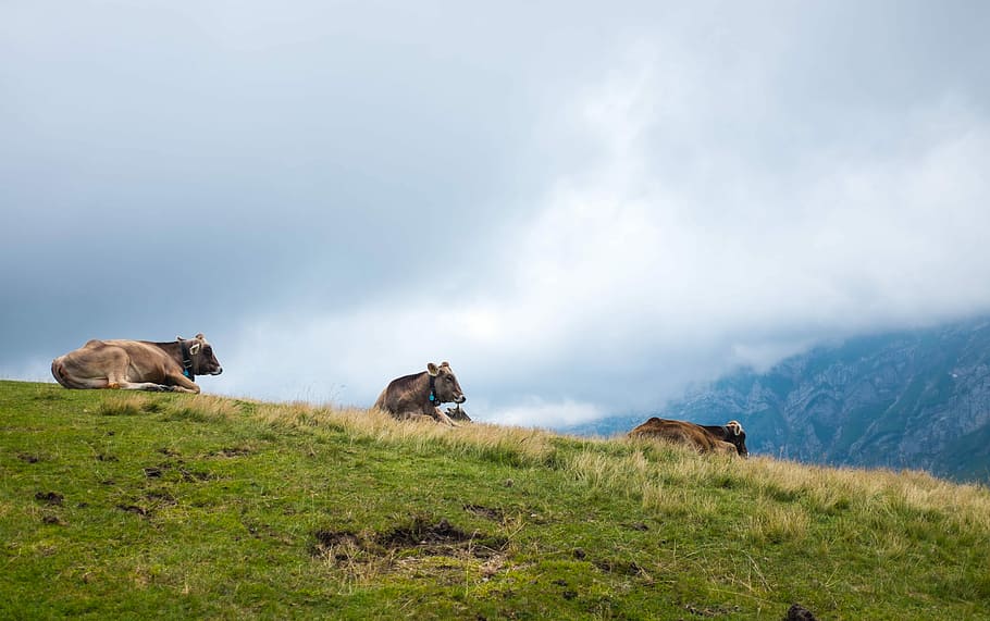 tres, marró, vaca, verd, camp de gespa, grup, ramat, turó, herba, núvol, cel, naturalesa, animal, chillin, suïssa, vida tranquil·la, vessant, mamífer, temes d'animals, grup d’animals, planta, núvol - cel, animals domèstics, paisatge, bestiar, nacional, medi ambient, mascotes, terra, bellesa a la natura, cap gent, camp, a l'aire lliure, herbívors, 4K