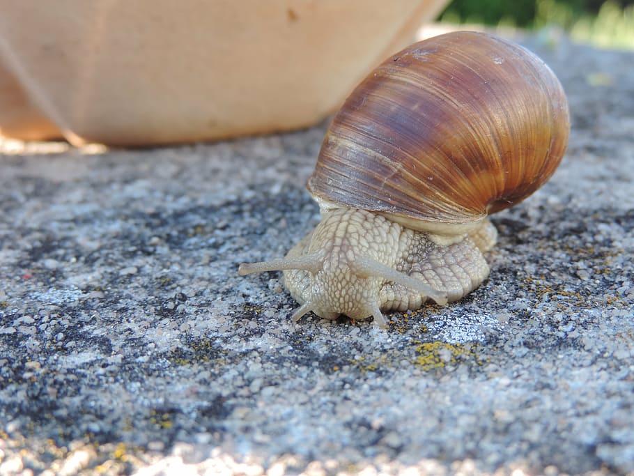snegl, dyr, skal, natur, krybdyr, tæt, snegl shell, mollusk, Brun, portræt, dyr verden, dyre temaer, dyreliv, et dyr, dyr i naturen, dyreskal, tæt på, hvirvelløse, havsnegle, dag, ingen mennesker, selektiv fokusering, dyr antenne, udendørs, jord, dyr kropsdel, 4K