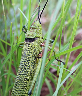 gresshoppe, insekt, bug, locust, natur, grønn, gress, grønn farge, anlegg, dyre temaer, dyreliv, dyr, ett dyr, dyr i naturen, virvelløse, nærbilde, fokusere på forgrunnen, vekst, ingen folk, dag, utendørs, skjønnhet i naturen, selektiv fokusering, land, gresstrå, 2K, CC0, offentlig domene, opphavsrett gratis