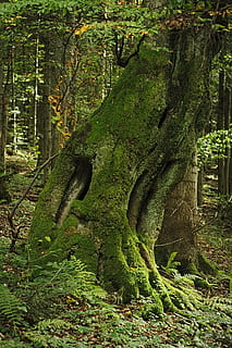 medis, miškas, samanos, senatvė, amžiaus, žalias, bagažinė, pobūdį, žievė, bor, augalų, žalia spalva, žemės, augimą, nėra žmonių, dieną, grožis gamtoje, ramybė, medžio kamienas, ramioje scenoje, lauke, sodrus lapija, lapija, vaizdai - gamta, atogrąžų miškai, 4K, CC0, Viešasis domenas, nemokamai