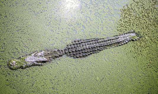 Alligator, Karosserie, Wasser, gefüllt, Grün, Moos, Tiere, Hintergrund, groß, Krokodil, Golfclub, Gras, Kopf, See, Leben, draussen, Pflanze, Ranch, Oberfläche, Sommer-, Aussicht, Weiß, Natur, Reptil, ein Tier, Tierwelt, Tiere in freier Wildbahn, keine Leute, Tierthemen, Tierwaage, Tag, Tier, Wirbeltier, unter wasser, Meer, High Angle View, draußen, Schwimmen, grüne Farbe, Sumpf, 5K