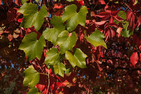 pianta rampicante, le foglie, autunno, avvicinamento, foglia, cibo e bevande, nessuno, freschezza, giorno, parte vegetale, crescita, pianta, natura, colore verde, bellezza nella natura, luce del sole, all'aperto, frutta, albero, fotogramma intero, uva, rosso, vigneto, modificare, foglia di acero, vinificazione, 4K, CC0, dominio pubblico, privo di copyright