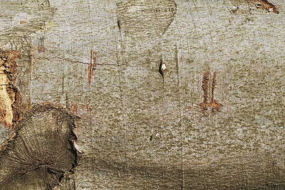 escorça, faig, tribu, registre, fusta de fons, patró, textura, textura de fusta, imatge de fons, estructura, material, superfície, gra, rauh, cap gent, dia, naturalesa, planta, arbre, material de fusta, fons, aspre, marró, marc complet, tronc, a l'aire lliure, tronc de l'arbre, temes d'animals, animal, resistent, fauna animal, animals a la natura, grup d’animals, 5K