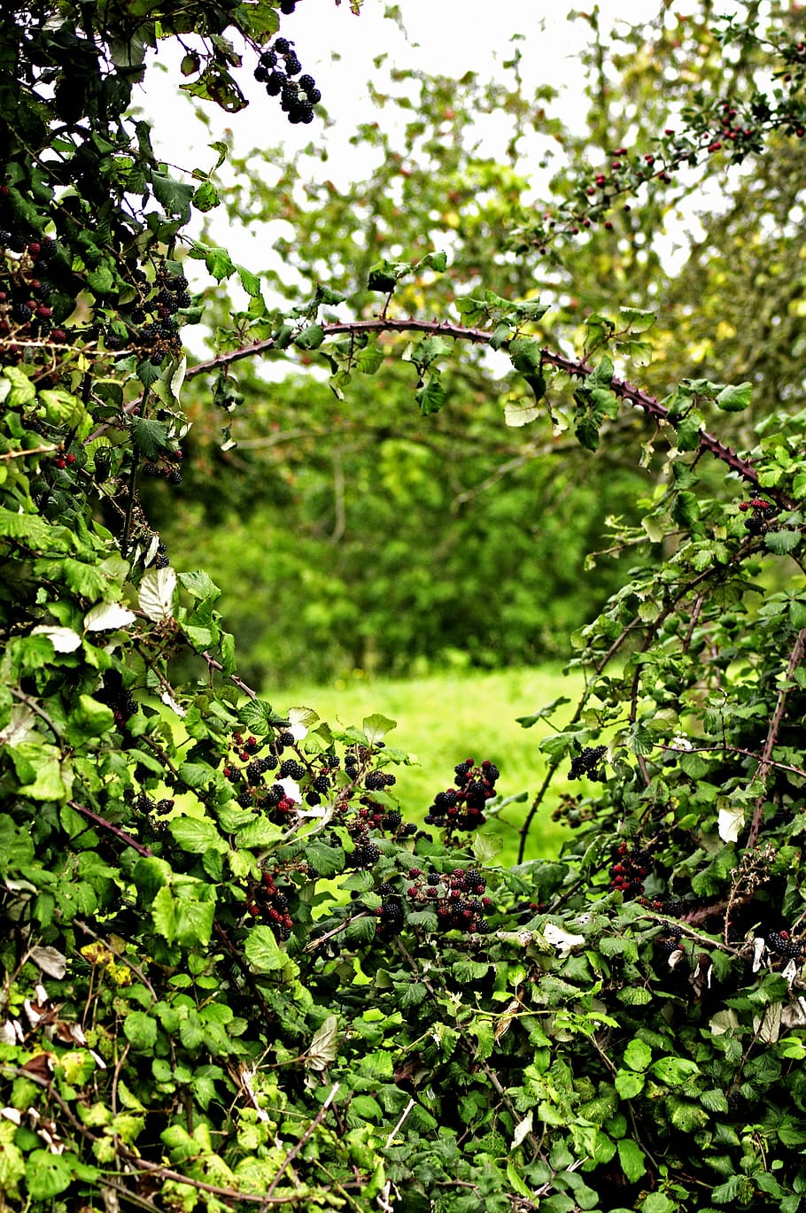 finestra, cobertura, tanques, naturalesa, verd, fulles, rebosteria, esbarzers, espines, espina, espinós, mores, mora, horta, poma, color verd, creixement, arbre, menjar i beguda, full, planta, part de la planta, dia, branca, cap gent, fruita, animal, bellesa a la natura, a l'aire lliure, temes d'animals, terra, alimentació saludable, fauna animal, centrar-se en primer pla, animals a la natura, 4K
