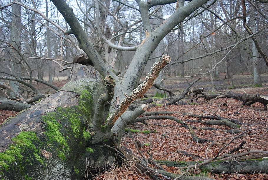 Bäume, gefallen, Wald, Stämme, holzig, Stauden, groß, Pflanzen, Wälder, Parks, Branchen, Moose, Grün, draußen, szenisch, Landschaft, getrocknet, Blätter, Gründe, dick, dicht, Flora, natürlich, Natur, Baum, Ast, Pflanze, keine Leute, Baumstamm, kahler Baum, Land, Kofferraum, Ruhe, Schönheit in der Natur, Tag, Szenen - Natur, ruhige Szene, Umgebung, Nicht-städtische Szene, Wachstum, tote Pflanze, 4K
