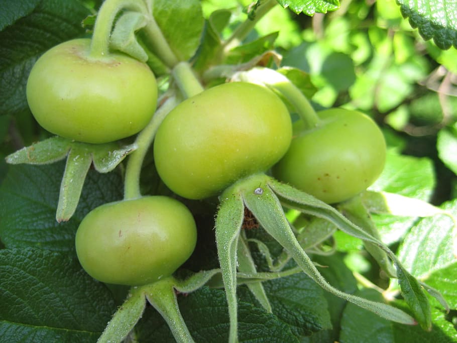 Natur, Sommerfrucht, Grün, Frühling, Sommer-, Obst, Grün, Frühling, Glühbirnen, Garten, Essen und Trinken, gesundes Essen, Lebensmittel, Frische, grüne Farbe, Wohlbefinden, Pflanze, Pflanzenteil, Gemüse, Wachstum, Blatt, Nahansicht, keine Leute, Tag, Landwirtschaft, Tomate, organisch, Rohkost, reif, draußen, 2K