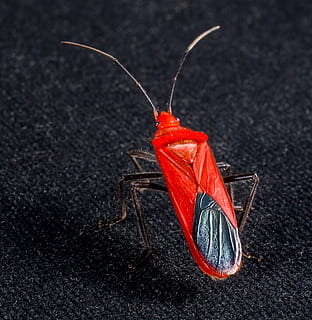 roter Käfer, Insekt, Makro, Käfer, Tier, Natur, Nahansicht, Tierantenne, Pest, Tierwelt, rot, schwarzer Hintergrund, Studioaufnahme, keine Leute, Lebensmittel, wirbellos, drinnen, Essen und Trinken, schwarze Farbe, orange Farbe, rote Chilischote, Stillleben, Tierthemen, ein Tier, einzelnes Objekt, High Angle View, Fokus auf den Vordergrund, 1080P, CC0, gemeinfrei, lizenzfrei