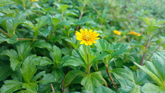 floare, plajă, leafs, verde, plantă, planta cu flori, parte a plantelor, frunze, prospeţime, frumusețe în natură, creştere, fragilitate, galben, vulnerabilitate, a închide, natură, Culoarea verde, cap de floare, petală, nici o persoana, inflorescenţă, în aer liber, teren, pat de flori, 5K, CC0, domeniu public, fără drepturi de autor