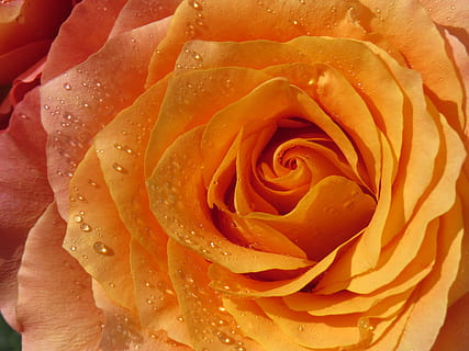 detailní fotografie, žlutá, růže, oranžový, dewdrop, květ, kvetoucí rostlina, krása v přírodě, rostlina, růže květina, okvětní lístek, svěžest, zranitelnost, květenství, křehkost, květu hlavy, detail, mokré, celý rám, Příroda, pokles, růst, nikdo, rosa, venku, jaro, měkkost, měkké zaostření, 4K, CC0, veřejná doména, bez autorských práv