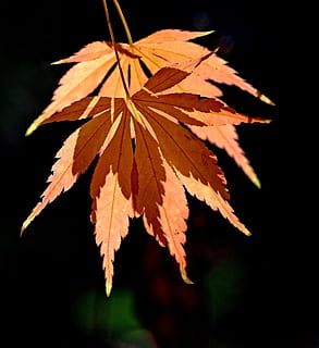 blad, efterår, skygge, blade, tvetydighed, tvetydig, orange, Brun, okker, dobbelt, sæson, lave om, henfald, mønster, buff, overlapning, natur, gul, Skov, træ, ahorntræ, orange farve, oktober, tæt på, udendørs, multi farvet, plante, farvebillede, rød, ingen mennesker, plante del, skønhed i naturen, fokus på forgrunden, sårbarhed, ahorn blad, skrøbelighed, selektiv fokusering, sort baggrund, vækst, naturlig tilstand, 2K, CC0, offentligt domæne, royaltyfrie