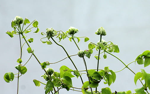 clemátide, los cogollos, aumentar, primavera, hoja, planta, naturaleza, jardín, parte de la planta, color verde, crecimiento, frescura, comida, comida y bebida, belleza en la naturaleza, alimentación saludable, nadie, vegetal, día, al aire libre, bienestar, de cerca, principios, ambiente, cielo, 2K, CC0, dominio público, libre de derechos