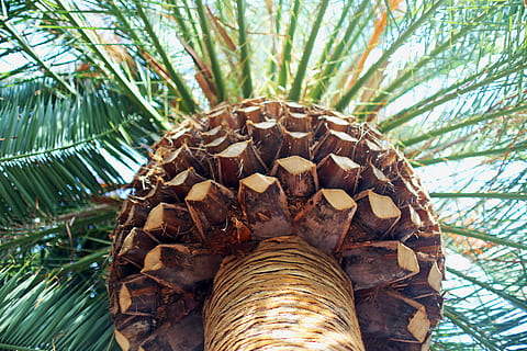 orm, øjenblik, Palme træ, orm-øje, se fotografering, træ, håndflade, plante, natur, blad, dag, tæt på, palmblad, ingen mennesker, plante del, tropisk klima, vækst, dyre temaer, udendørs, dyreliv, naturligt mønster, grøn farve, dyr, skønhed i naturen, dyr i naturen, nåletræ, tropisk træ, 5K, CC0, offentligt domæne, royaltyfrie