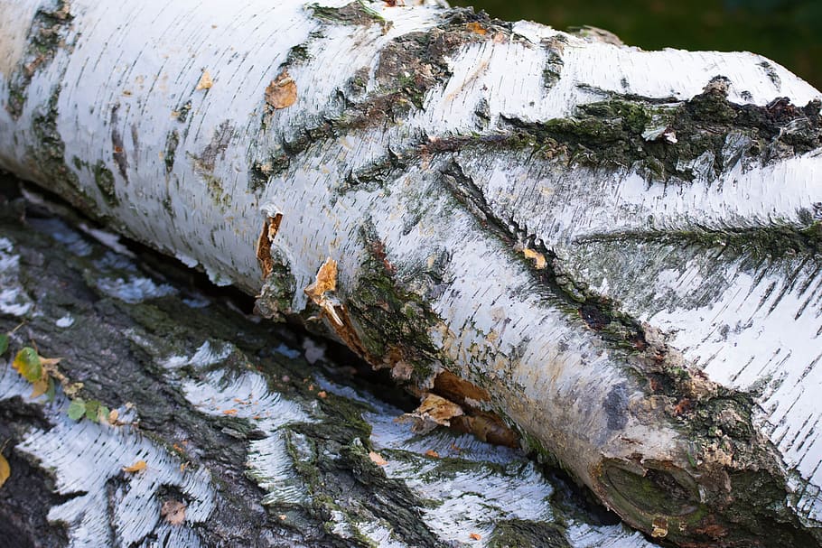 l'escorça, arbre, bedoll, tronc, l'estructura de la, textura, konar, llavors, fusta, primer pla, cap gent, aigua, dia, naturalesa, a l'aire lliure, planta, aspre, rock - object, rock, aigua que flueix, material de fusta, moviment, tranquil·litat, qüestions ambientals, tronc de l'arbre, Pol · lució, que flueix, rierol: aigua que flueix, 5K