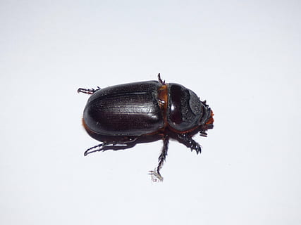besouro, inseto, macro, Castanho, animal, tiro do estúdio, um animal, fundo branco, invertebrado, animais selvagens, dentro de casa, fechar-se, ninguém, animais em estado selvagem, copie o espaço, comprimento total, parte do corpo animal, zoologia, placa, Cortar fora, 4K, CC0, domínio público, royalty free