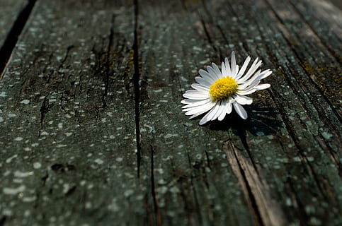 blanc, margarida, marró, fusta, superfície, fluff, naturalesa, macro, temporada, primavera, flor, fons, planta amb flors, material de fusta, vulnerabilitat, planta, fragilitat, primer pla, bellesa a la natura, cap de flor, inflorescència, frescor, pètal, cap gent, pol·len, dia, Color blanc, textura, a l'aire lliure, 4K, CC0, domini públic, lliure de regalies