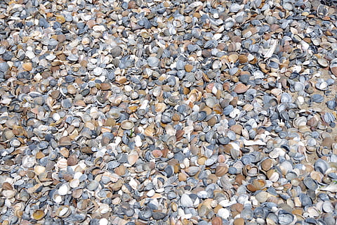 mønster, struktur, tekstiler, sten-, rau, fuld ramme, baggrunde, overflod, stor gruppe af objekter, solid, klippe, dag, sten - objekt, rullesten, ingen mennesker, natur, strand, tekstureret, rock-objekt, høj vinkel visning, udendørs, jord, skal, direkte over, 5K, CC0, offentligt domæne, royaltyfrie