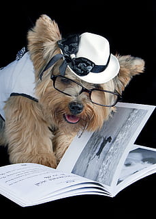 Haustier, lesen, Sonnenbrille, Eckzahn, Hund, ein Tier, Säugetier, Veröffentlichung, inländisch, Haustiere, Tierthemen, Buch, Tier, Brille, Kleidung, Humor, Nahansicht, keine Leute, Spaß, Hut, drinnen, schwarzer Hintergrund, 1080P, CC0, gemeinfrei, lizenzfrei