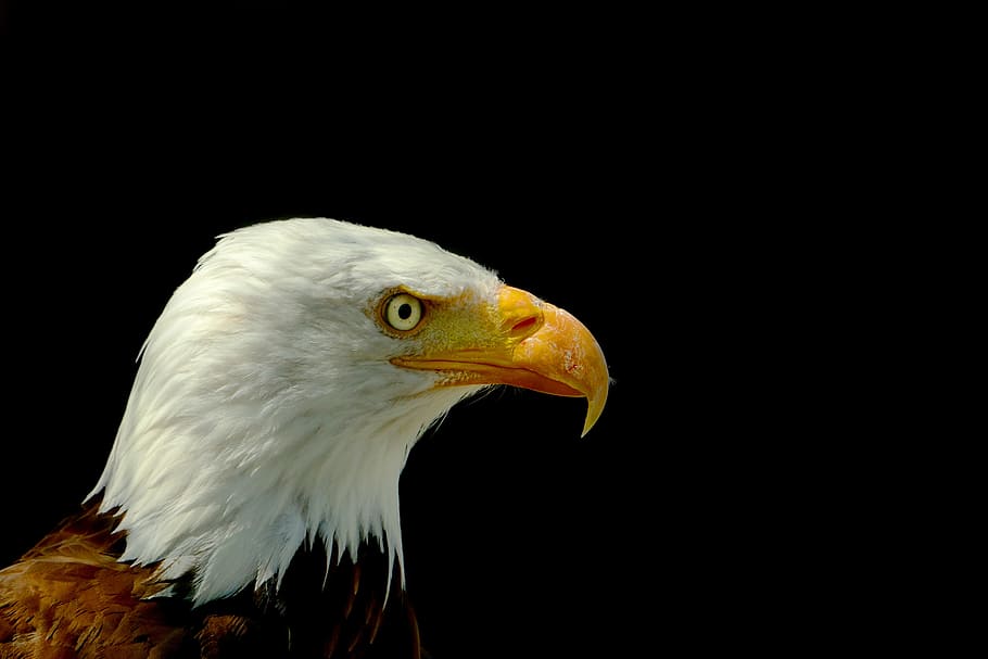 selectiu, foto, calb, àguila, ocell, Adler, àguila calba, cap, fotografia de fauna salvatge, un animal, animal, temes d'animals, vertebrats, còpia espai, fons negre, rapinyaire, animals a la natura, primer pla, fauna animal, àguila - ocell, bec, cap gent, part del cos dels animals, mirant, tir de l'estudi, cap d’animals, vista del perfil, ull d’animals, 5K