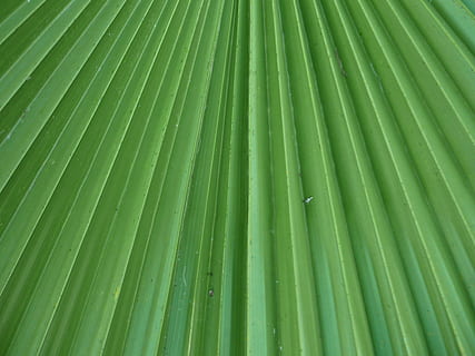 Blatt, Flugblätter, Palme, palma, Washingtonia, radial, Grün, gerade Linien, konvergieren, Pflanze, Zierpflanzen, grüne Farbe, Palmblatt, Pflanzenteil, Wachstum, Hintergründe, Vollbild, Nahansicht, Schönheit in der Natur, Muster, keine Leute, Natur, Baum, tropisches Klima, natürliches Muster, Tag, draußen, Frische, Blätter, Bambuspflanze, 2K, CC0, gemeinfrei, lizenzfrei