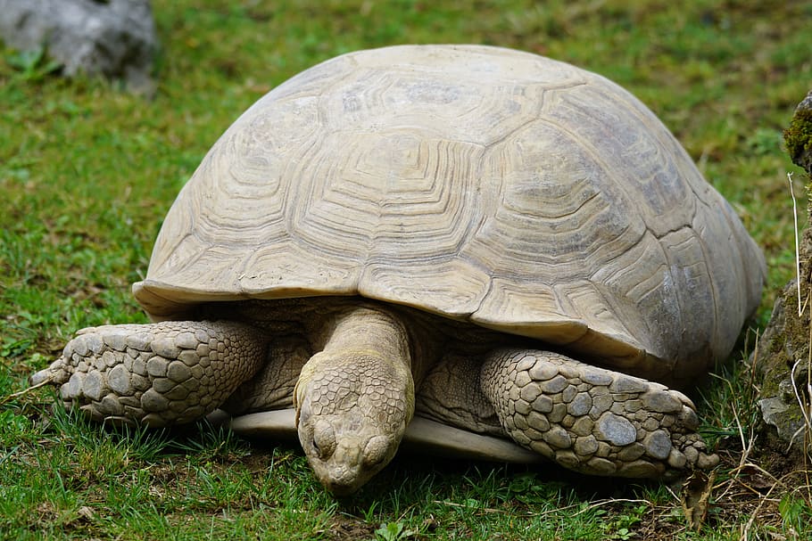 tartaruga, lentamente, grande, rettile, temi animali, animale, fauna selvatica, erba, un animale, animali allo stato selvatico, vertebrato, conchiglia, guscio di animale, pianta, natura, guscio di tartaruga, nessuno, terra, campo, giorno, avvicinamento, all'aperto, testa di animale, 5K