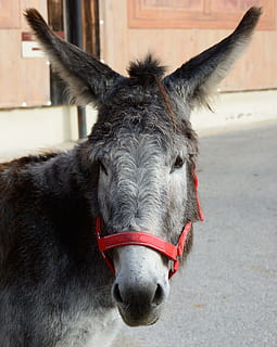 esel, eselhode, hode, ansikt, portrett, husdyr, pattedyr, furry, dyre temaer, dyr, ett dyr, innenlands, kjæledyr, virveldyr, fokusere på forgrunnen, dag, dyreliv, arbeidsdyr, ser på kameraet, nærbilde, dyr kroppsdel, dyr hode, ingen folk, utendørs, planteetende, dyr munn, dyr øye, dyr nese, 2K, CC0, offentlig domene, opphavsrett gratis