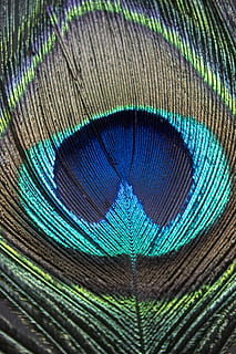 paó, ploma, macro, ploma de paó, ocell, blau, primer pla, temes d'animals, multicolor, animal, marc complet, cap gent, fons, patró natural, suavitat, vulnerabilitat, patró, primer pla extrem, color verd, bellesa a la natura, fragilitat, lleuger, a l'aire lliure, ornamentat, color turquesa, efecte texturat, 5K, CC0, domini públic, lliure de regalies
