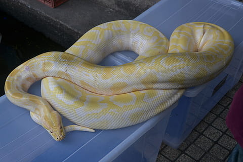 gul, hvit, slange, to, klar, plastbrikker, kvelerslange, python, reptil, boa, dyr, eksotisk, constrictor, natur, dyreliv, rovdyret, farlig, arter, vill, kjæledyr, dyrehage, fare, kryp, kurve, skummel, truet, nåde, giftig, slående, jeger, aggressiv, viper, Slither, i live, bite, fangs, grasiøs, angrep, høy vinkel visning, ett dyr, ingen folk, dyre temaer, virveldyr, kommunikasjon, nærbilde, dag, skilt, utendørs, varselskilt, krøllet opp, dyr kroppsdel, dyr i naturen, dyreskala, 4K, CC0, offentlig domene, opphavsrett gratis