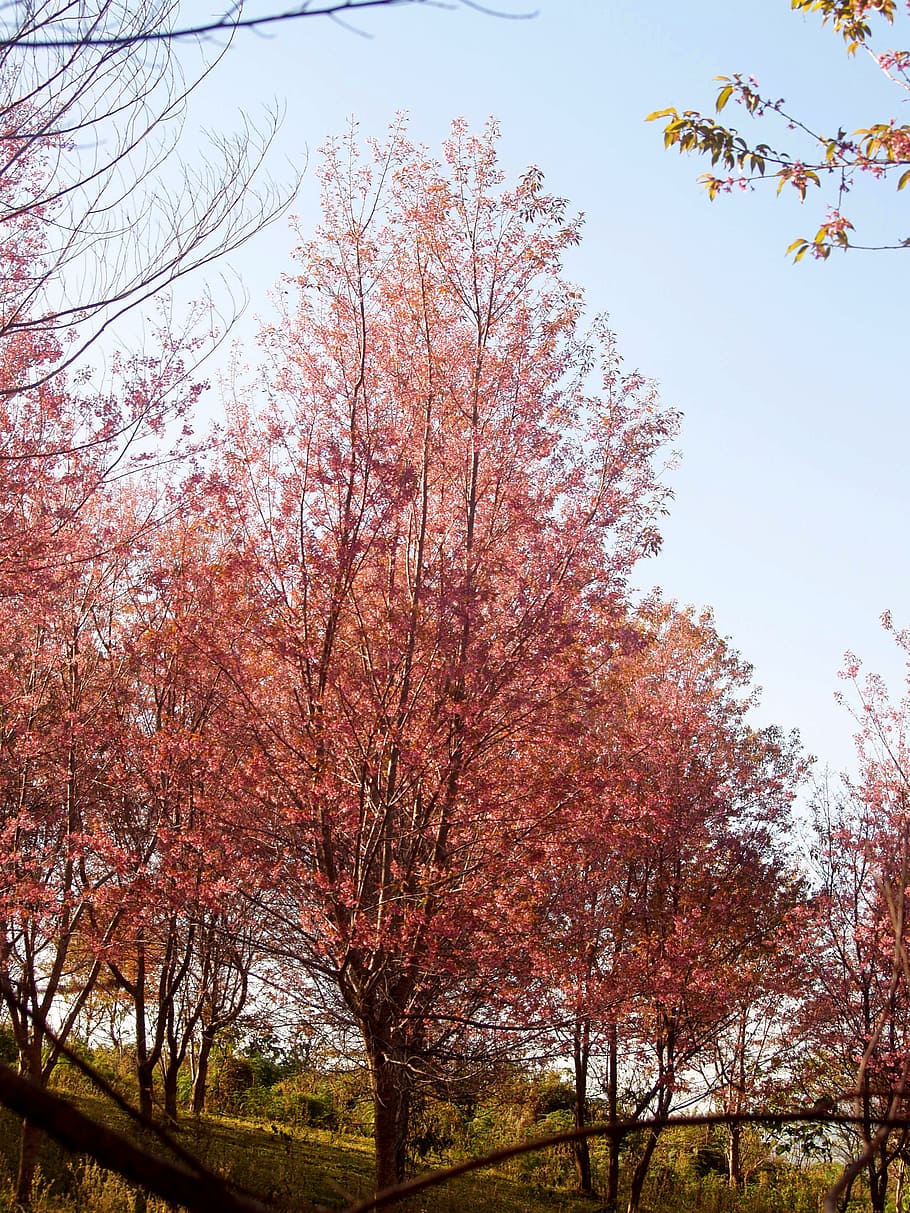 legna, paesaggio, natura, soleggiato, sfondo, bellissimo, fioritura, fiorire, cielo blu, ramo, luminosa, ciliegia, fiore di ciliegio, colore, colorato, autunno, flora, floreale, fiore, gruppo, crescita, collina, foglia, acero, ornamentale, all'aperto, parco, petali, rosa, fiori rosa, pianta, romantico, sakura, scena, scenario, panoramico, stagione, sereno, primavera, struttura, tailandese, Tailandia, alberi, inverno, albero, cielo, bellezza nella natura, la tranquillità, giorno, modificare, scena tranquilla, Inquadratura dal basso, scenics - natura, nessuno, pianta fiorita, terra, ciliegio, 2K