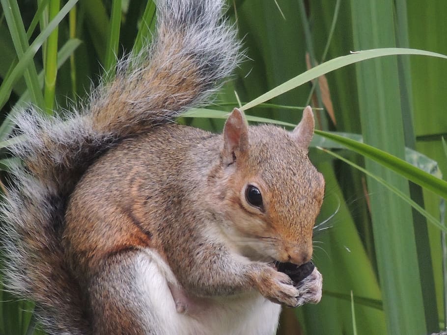 esquirol, nou, pell, mascota, naturalesa, un animal, animals a la natura, fauna animal, temes d'animals, menjar, a l'aire lliure, animal, mamífer, vertebrats, primer pla, rosegador, cap gent, planta, dia, centrar-se en primer pla, part del cos dels animals, cap d’animals, part de la planta, bigotis, herbívors, 4K