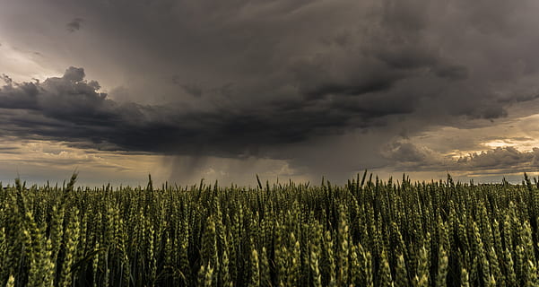 grüne Wiese, Gewitter, Wolke, Wetter, Wolkenbildung, Himmel, Sturmwolken, bedrohlich, Sturm, mystisch, Wetterstimmung, Stimmung, Abend, Landschaft, düster, Lichtkunst, Hintergrund, dunkle Wolken, dramatisch, Atmosphäre, wunderschönen, Landwirtschaft, Wachstum, Feld, Ernte, Bauernhof, Natur, wolke - himmel, Pflanze, Szenen - Natur, Schönheit in der Natur, ländliche Szene, Umgebung, Land, Sturmwolke, Dramatischer Himmel, Ruhe, keine Leute, draußen, 5K, CC0, gemeinfrei, lizenzfrei