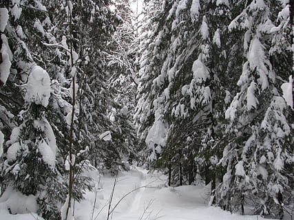 vinter, Skov, sti, gå, vinter skov, sne, landskab, natur, træer, Rusland, birk, sol, frost, stilhed, sneen af ​​sneen, historie, kold temperatur, træ, plante, jord, skønhed i naturen, dækker, ro, ingen mennesker, dag, scenics - natur, hvid farve, Frosset, rolig scene, ikke-urbane scene, vækst, udendørs, ekstremt vejr, fyrretræ, sner, nåletræ, 2K, CC0, offentligt domæne, royaltyfrie