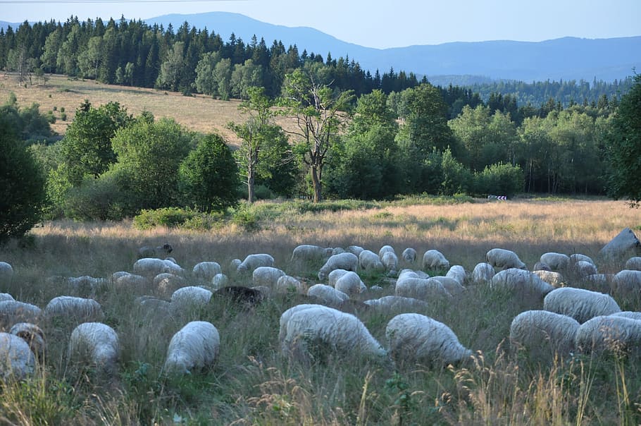 beranů, ovce, zvířat, krajina, rostlina, strom, přistát, pole, krása v přírodě, Příroda, tráva, den, klid, klidné scény, růst, nikdo, životní prostředí, scenics - příroda, zemědělství, mimoměstské scény, stádo ovcí, zelená barva, venku, 4K