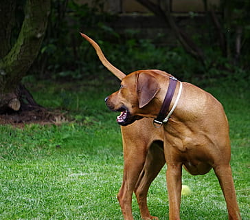Pes, ridgeback, rhodesian, jednoho zvířete, zvířat, psí, zvíře, savec, domácí zvířata, tráva, domácí mazlíčci, domácí, obratlovců, rostlina, hnědý, pole, nikdo, přistát, den, domácí obojek, límec, Příroda, čistokrevný pes, 2K, CC0, veřejná doména, bez autorských práv