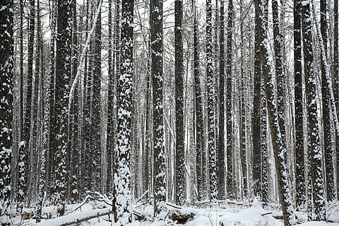schneebedeckte Wälder, Wald, Bäume, Kiefer, Lärche, Stämme, Dickicht, Taiga, Winterwald, Schnee, Nadelbaum, wildwachsender Wald, Winter, kalte Temperatur, Baum, Land, Pflanze, Schönheit in der Natur, Natur, Ruhe, ruhige Szene, Tag, Nicht-städtische Szene, Szenen - Natur, keine Leute, Abdeckung, Kofferraum, Baumstamm, draußen, Kiefernwald, extremes Wetter, schneit, schneebedeckter Berg, 1080P, CC0, gemeinfrei, lizenzfrei