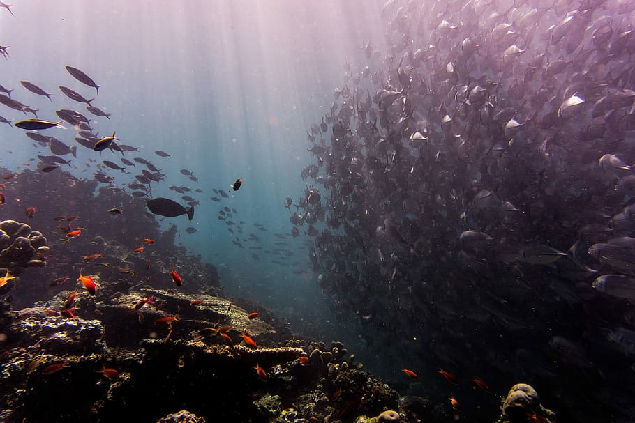 escola, peix, aigua, gris, sota l'aigua, coral, oceà, mar, escull, sota el mar, Escull de corall, raig de sol, vida marina, vida dels oceans, la vida marina, nedar, animal, temes d'animals, fauna animal, animals a la natura, vertebrats, gran grup d’animals, grup d’animals, marí, submarí, naturalesa, bellesa a la natura, cap gent, escola de peixos, a l'aire lliure, ecosistema, 5K