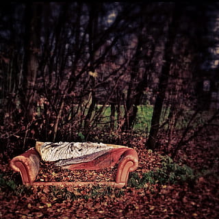 braun, Ledersofa, umgeben, Bäume, verwelkt, Blätter, rote Couch, verwittert, Couch, Sofa, Baum, Land, Wald, Pflanze, Natur, keine Leute, Kofferraum, Baumstamm, Tag, Feld, Fokus auf den Vordergrund, Ruhe, Holz - Material, verlassen, draußen, Herbst, Wachstum, selektiver Fokus, Borke, 720P, CC0, gemeinfrei, lizenzfrei