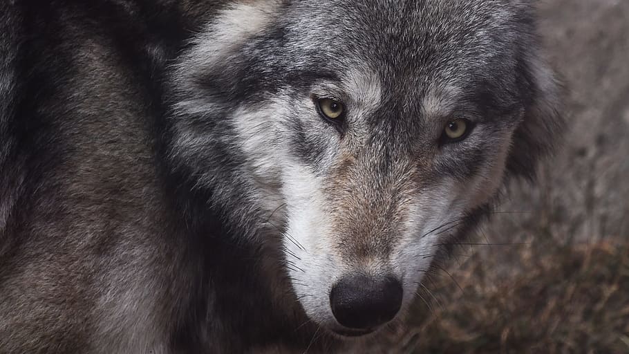 primer pla, foto, gris, llop, mira, depredador, animal salvatge, un animal, animal, temes d'animals, mamífer, gos, caní, fauna animal, cap gent, part del cos dels animals, animals a la natura, retrat, cap d’animals, nacional, mirant la càmera, mascotes, animals domèstics, vertebrats, dia, ull d’animals, 5K