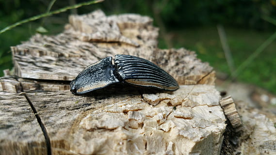 bug, insect, beetle, legs, crawl, animal themes, animal wildlife, animal, animals in the wild, one animal, wood - material, close-up, no people, nature, invertebrate, solid, rock - object, rock, focus on foreground, day, selective focus, outdoors, tree, reptile, 5K, CC0, public domain, royalty free