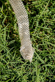 pelle di serpente, pelle, serpente, modello, verde, erba, vecchio, capannone, natura, animale, avvicinamento, colore verde, nessuno, giorno, all'aperto, pianta, crescita, concentrarsi sulle conoscenze acquisite, campo, terra, Colore bianco, foglia, bellezza nella natura, fragilità, parte vegetale, vulnerabilità, messa a fuoco selettiva, vista dall'alto, 2K, CC0, dominio pubblico, privo di copyright