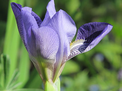 primavera, iris, fiorire, fioritura, fiore, natura, giardino, viola, blu, flora, pianta fiorita, pianta, freschezza, fragilità, vulnerabilità, bellezza nella natura, crescita, avvicinamento, infiorescenza, petalo, testa di fiore, concentrarsi sulle conoscenze acquisite, nessuno, iris - pianta, giorno, all'aperto, croco, sepalo, 4K, CC0, dominio pubblico, privo di copyright