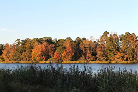 Baumgrenze, Herbst Herbst, Herbst, See, Bäume, Herbst, fallen, See, Park, Natur, Landschaft, Jahreszeit, Laub, herbstlich, Baum, szenen, Wasser, Pflanze, Ruhe, ruhige Szene, Schönheit in der Natur, Szenen - Natur, Himmel, Veränderung, keine Leute, Nicht-städtische Szene, Wachstum, Tag, klarer Himmel, Wald, idyllisch, draußen, 2K, CC0, gemeinfrei, lizenzfrei