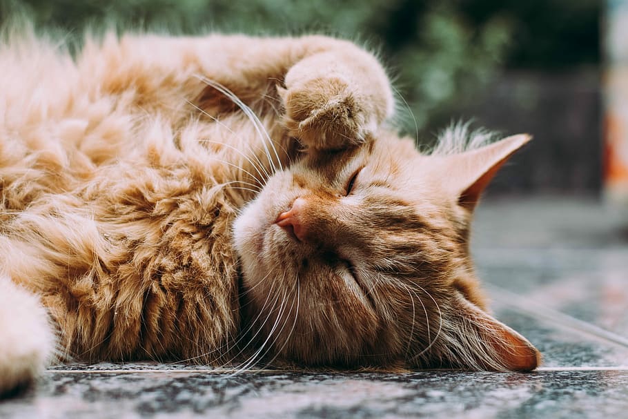 orange, perser kat, sovende, tabby, kat, æglæggende, fliseregulv, plante, ingefær, pels, kæledyr, indenlandske kat, feline, pattedyr, indenlandske, dyr, dyre temaer, husdyr, et dyr, lempelse, hvirveldyr, lukkede øjne, tæt på, ingen mennesker, bakkenbart, Brun, fokus på forgrunden, ligger ned, dyr hoved, ingefær kat, maine coon cat, 5K