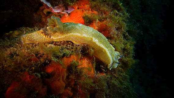 Slug, Ocean, diving, underwater, animals in the wild, one animal, sea life, animal themes, undersea, sea, water, animal wildlife, marine, animal, fish, swimming, vertebrate, coral, invertebrate, nature, no people, reef, outdoors, ecosystem, 1080P, CC0, public domain, royalty free