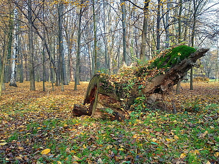 parkere, Skov, træ, løv, natur, solen, solrig, gul, efterår, november, grene, gule blade, afstandsstykket, plante, jord, plante del, blad, skønhed i naturen, ro, træstamme, bagagerum, lave om, ingen mennesker, dag, rolig scene, ikke-urbane scene, vækst, scenics - natur, Mark, udendørs, park bænk, blade, 2K, CC0, offentligt domæne, royaltyfrie