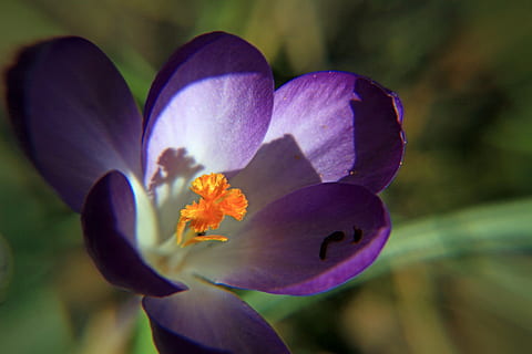 safrà, porpra, tancar, macro, florir, precursor de la primavera, segell, primavera, flor, planta, planta amb flors, frescor, bellesa a la natura, pètal, fragilitat, primer pla, vulnerabilitat, cap de flor, inflorescència, creixement, naturalesa, cap gent, centrar-se en primer pla, a l'aire lliure, pol·len, botànica, suavitat, llit de flors, 5K, CC0, domini públic, lliure de regalies